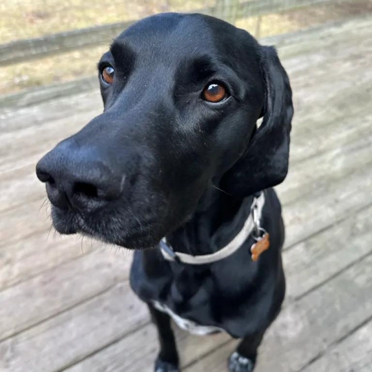 Enlarge Watson, a Adopted German Shorthaired Pointer in Midland, MI image 2/6