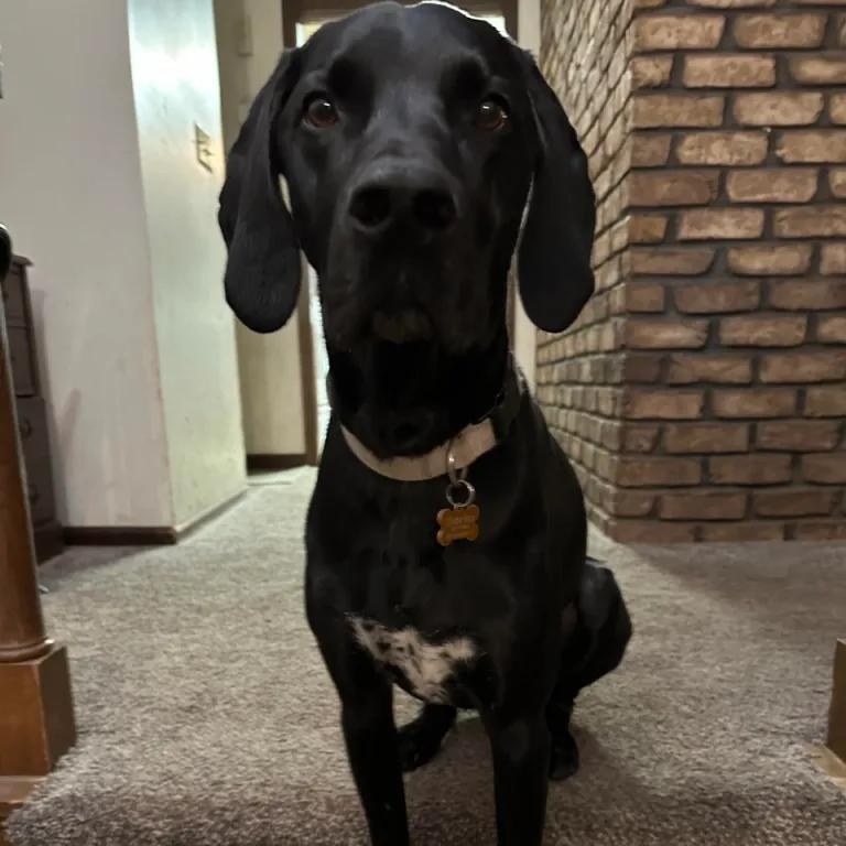 Enlarge Watson, a Adopted German Shorthaired Pointer in Midland, MI image 3/6