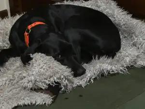 Enlarge Watson, a Adopted German Shorthaired Pointer in Midland, MI image 5/6