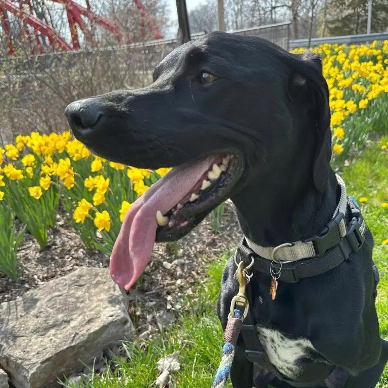 Watson, Adopted, Adult Male German Shorthaired Pointer.