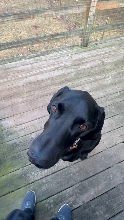 Enlarge Watson, a Adopted German Shorthaired Pointer in Midland, MI video 6/6