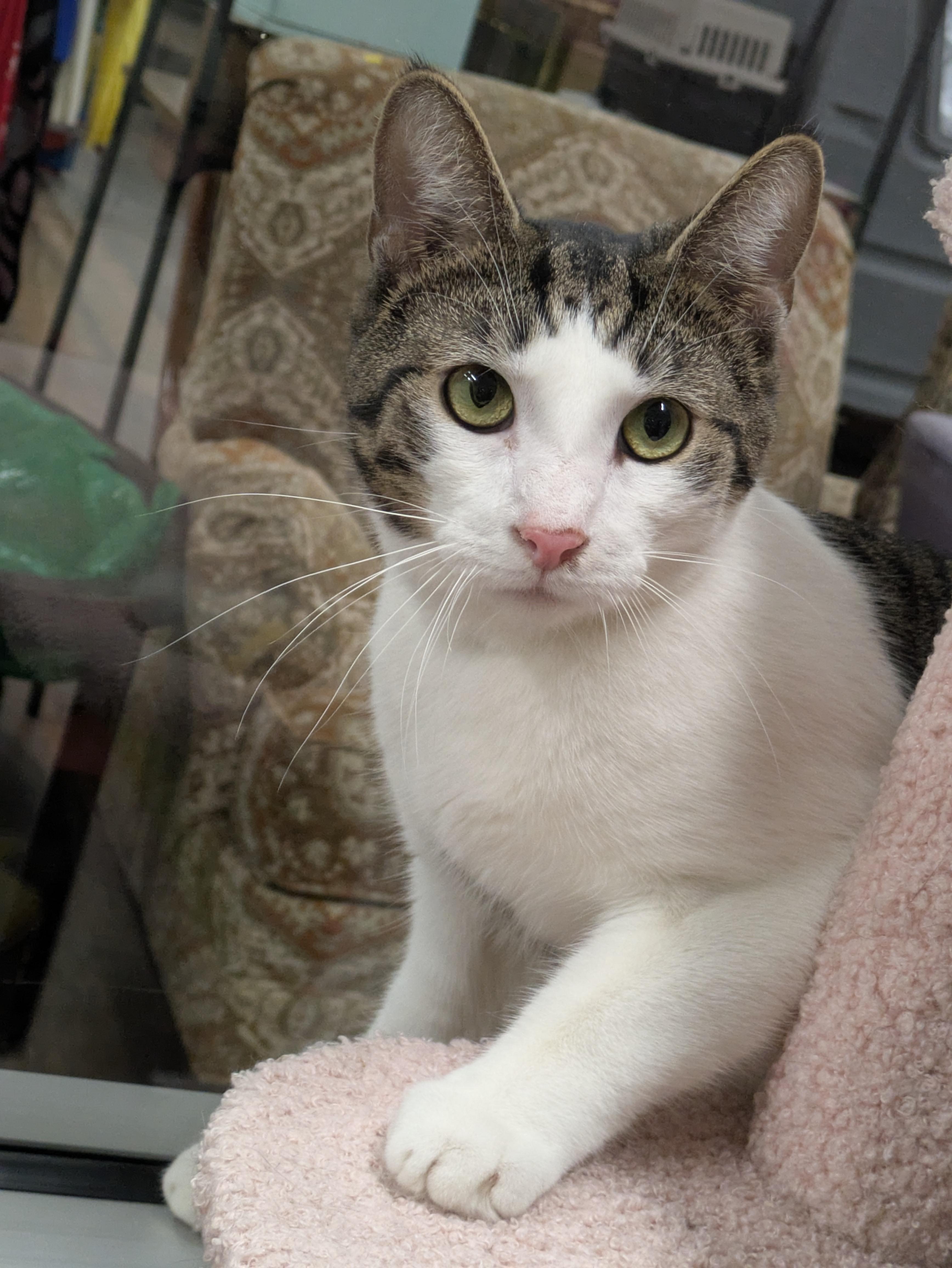 Junior, ADOPTABLE, Adult Male Domestic Short Hair.