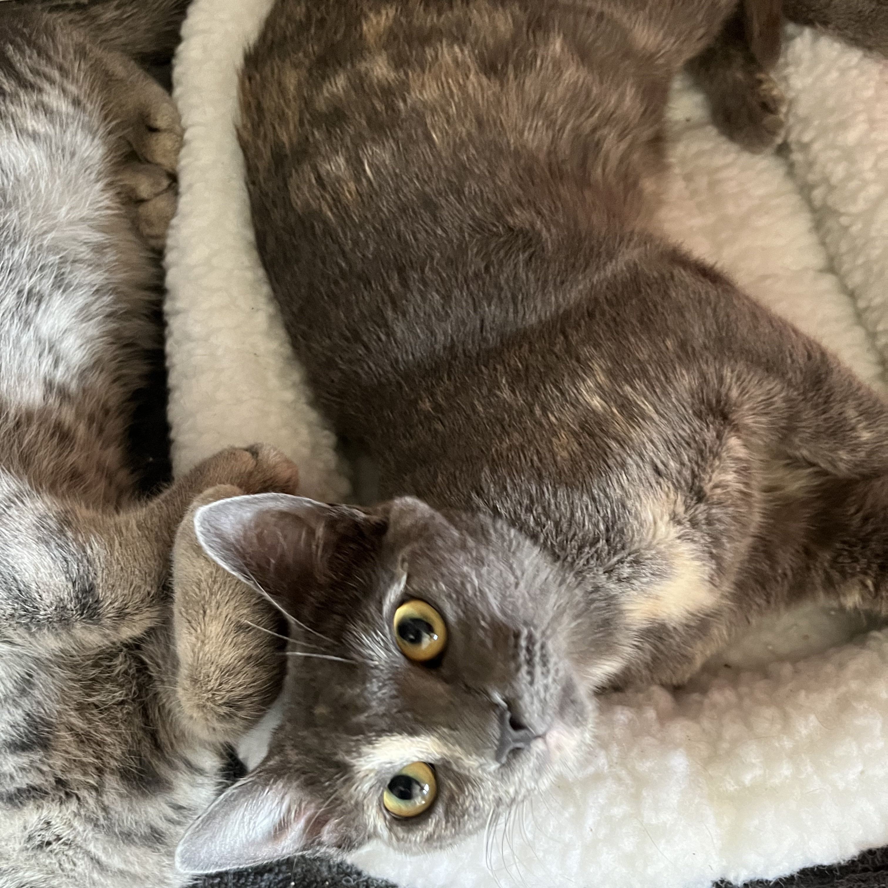 Enlarge Lacy, a Adoptable Domestic Short Hair in Tustin, CA image 2/5