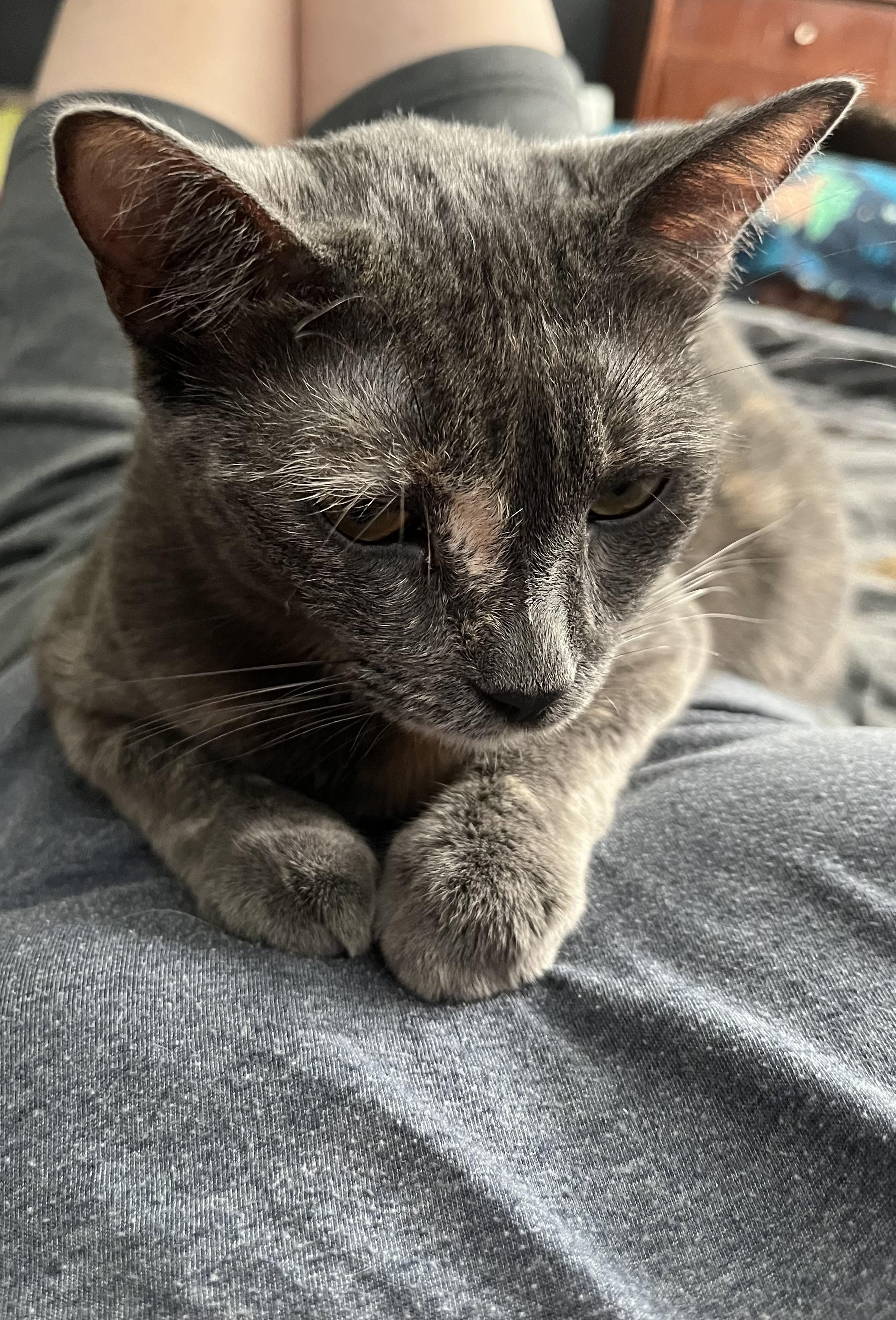 Lacy, Adoptable, Adult Female Domestic Short Hair.