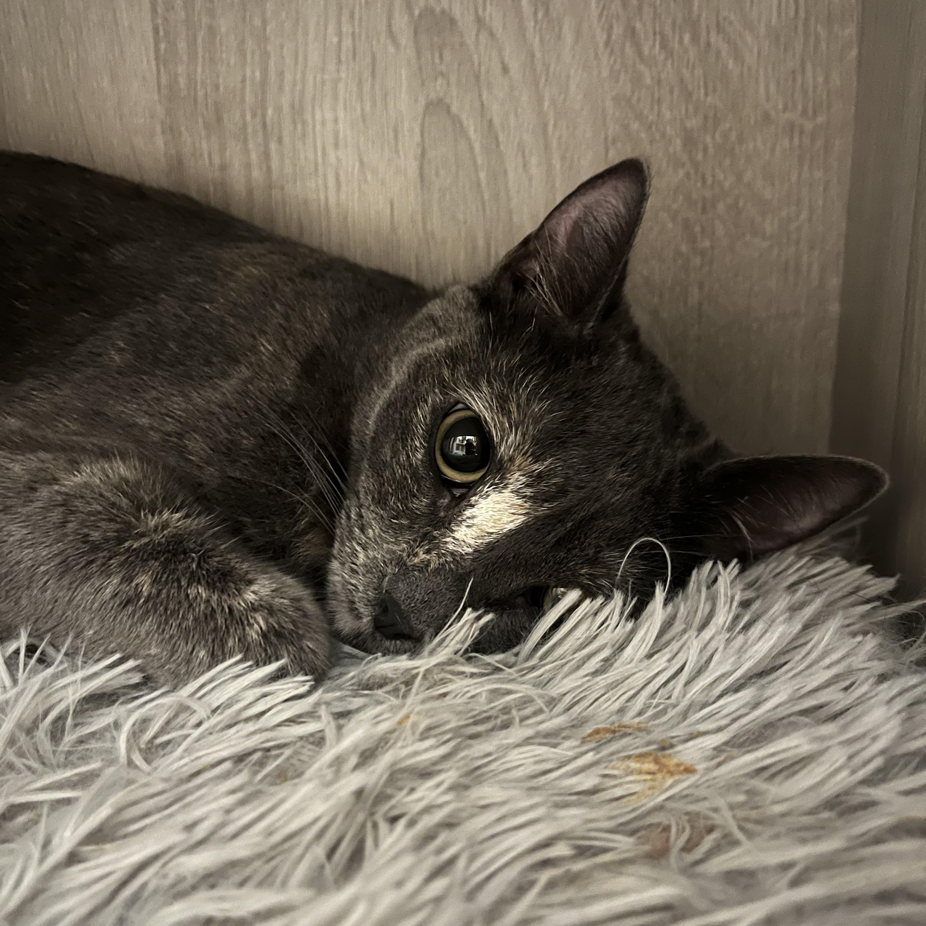 Enlarge Lacy, a Adoptable Domestic Short Hair in Tustin, CA image 2/5