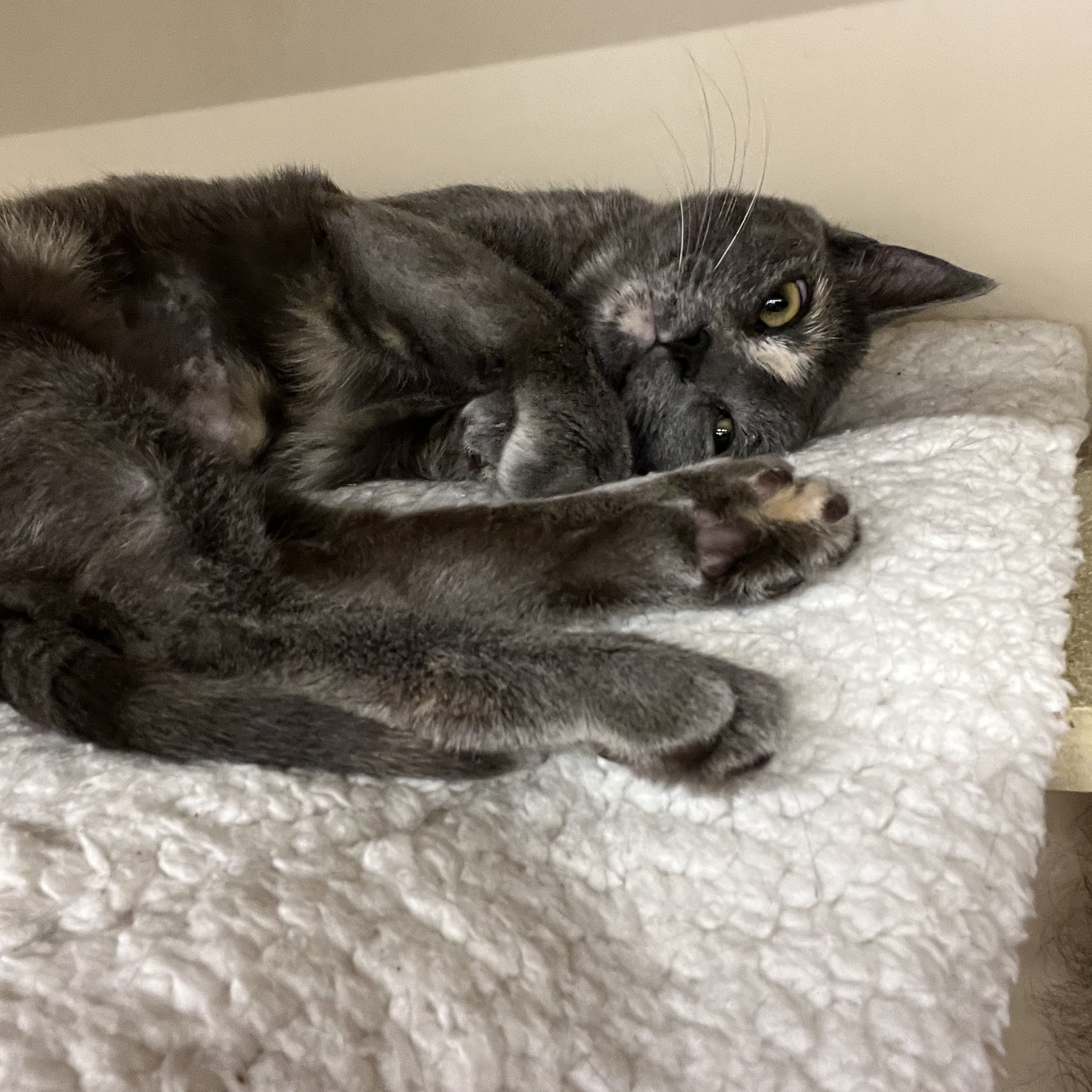 Enlarge Lacy, a Adoptable Domestic Short Hair in Tustin, CA image 3/5