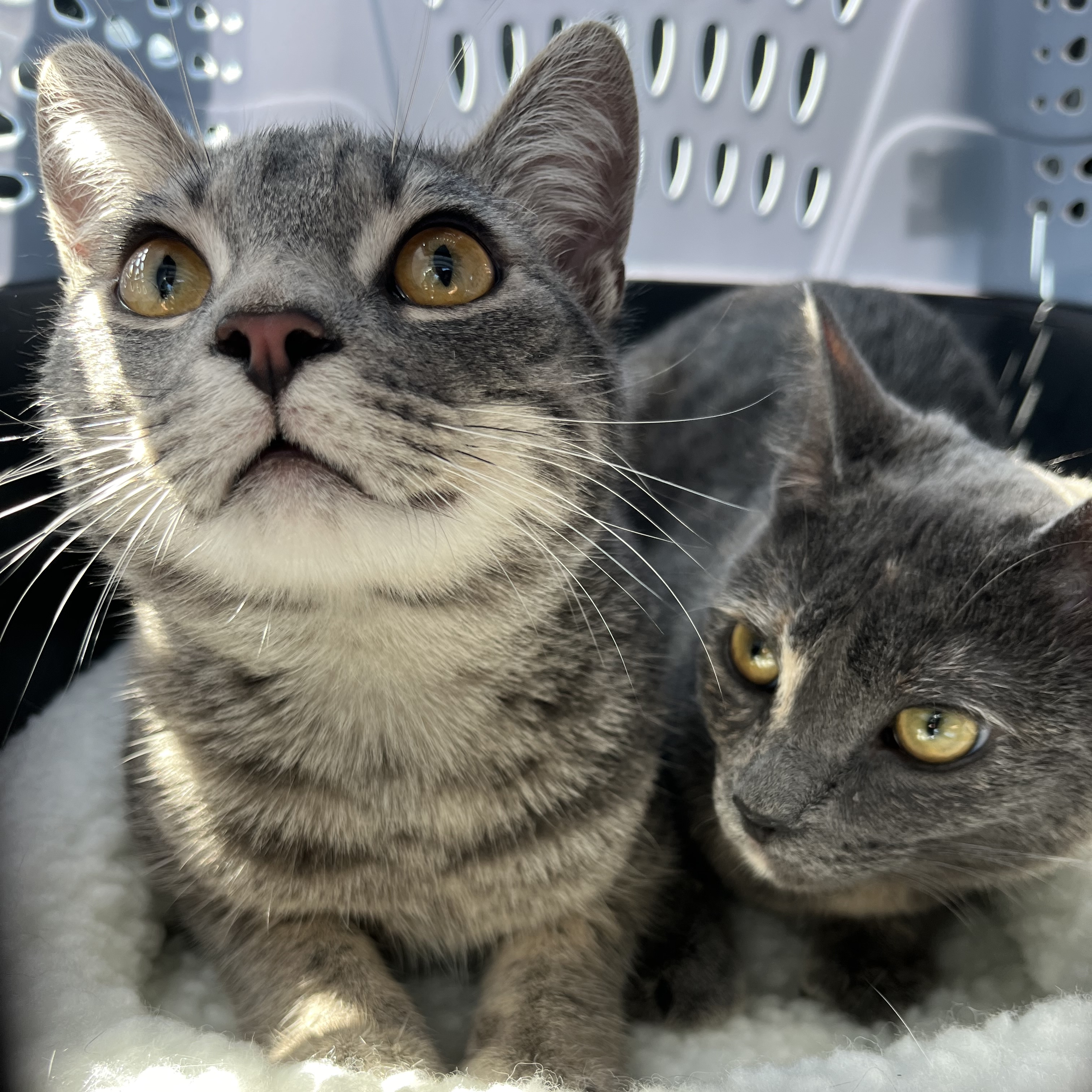 Enlarge Lacy, a Adoptable Domestic Short Hair in Tustin, CA image 5/5