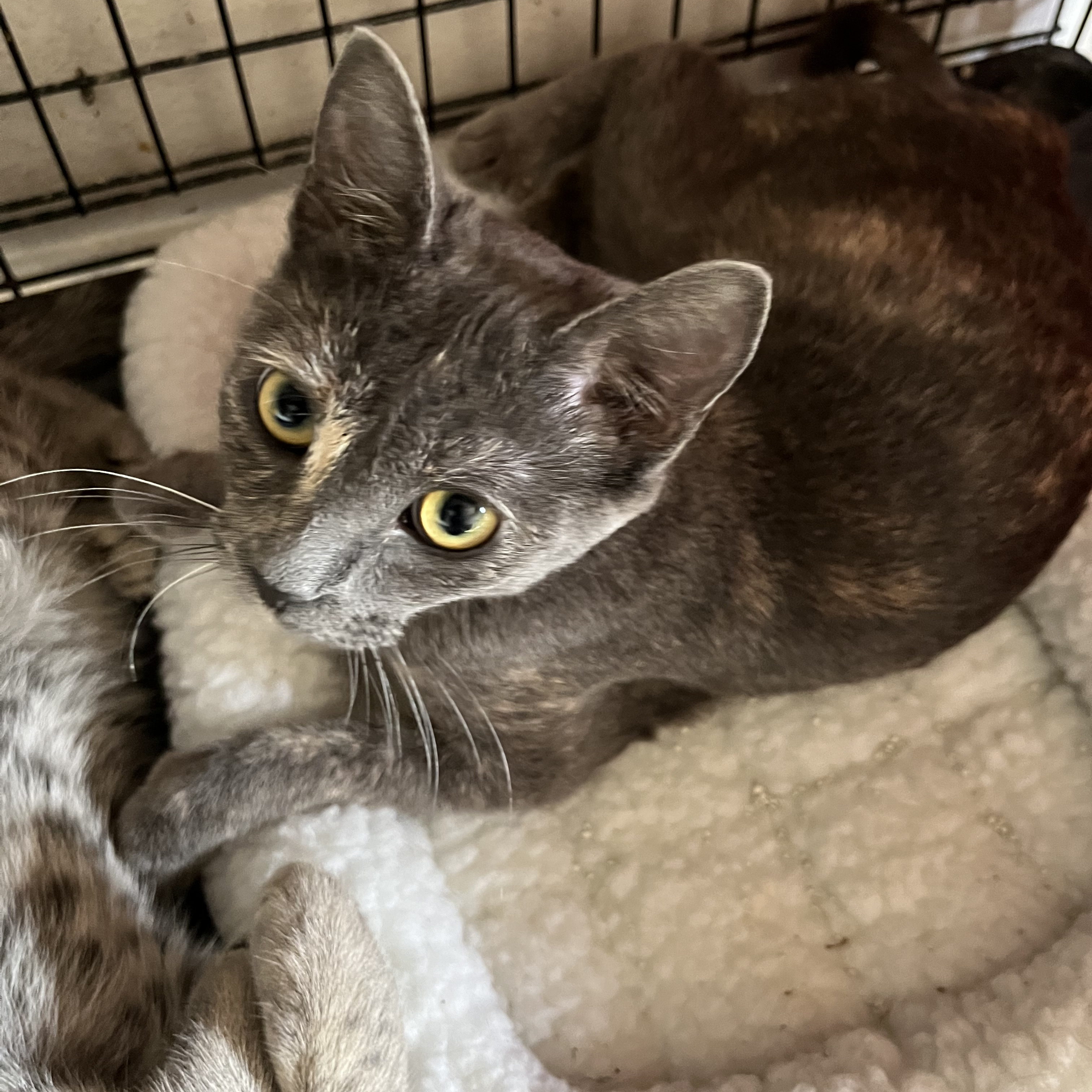 Lacy, Adoptable, Adult Female Domestic Short Hair.