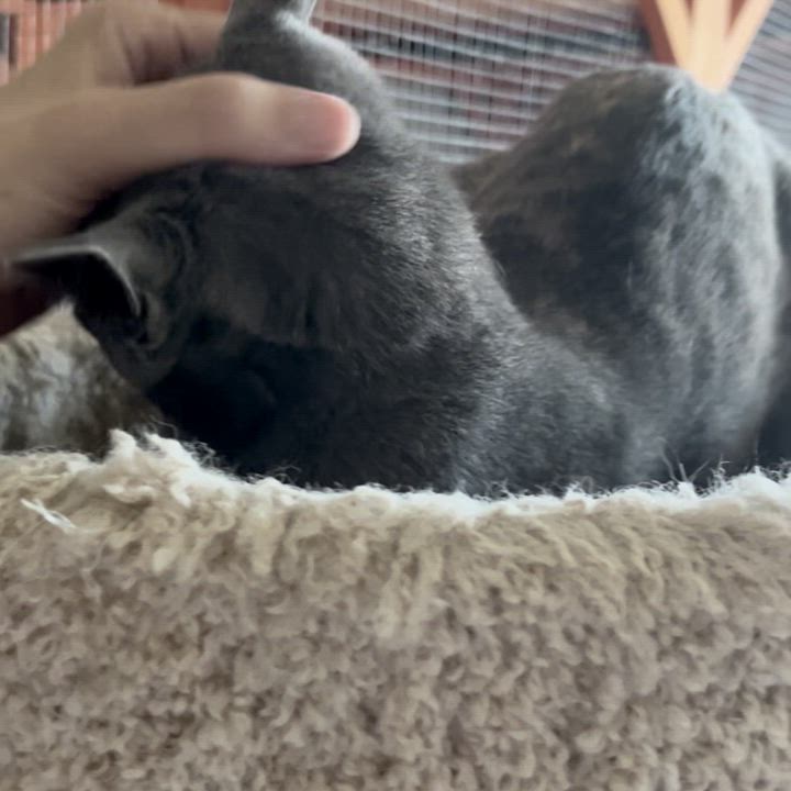 Enlarge Lacy, a Adoptable Domestic Short Hair in Tustin, CA video 4/5