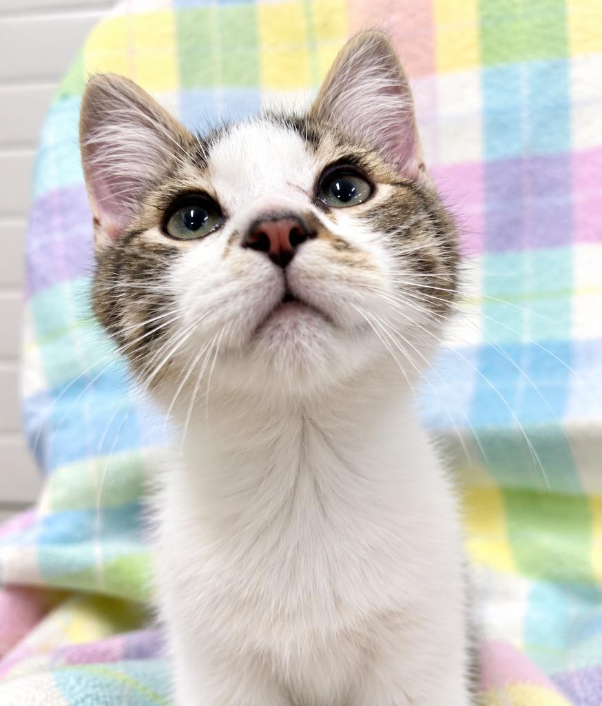 Enlarge Dipper, a Adoptable mixed breed in Lagrange, IN image 1/1