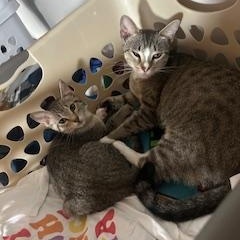 Enlarge Mama Cat, a Adoptable Domestic Short Hair in DICKSON, TN image 6/6