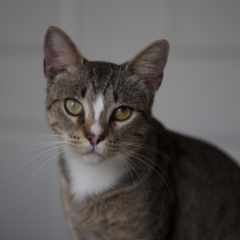 Enlarge Mama Cat, a Adoptable Domestic Short Hair in DICKSON, TN image 1/6