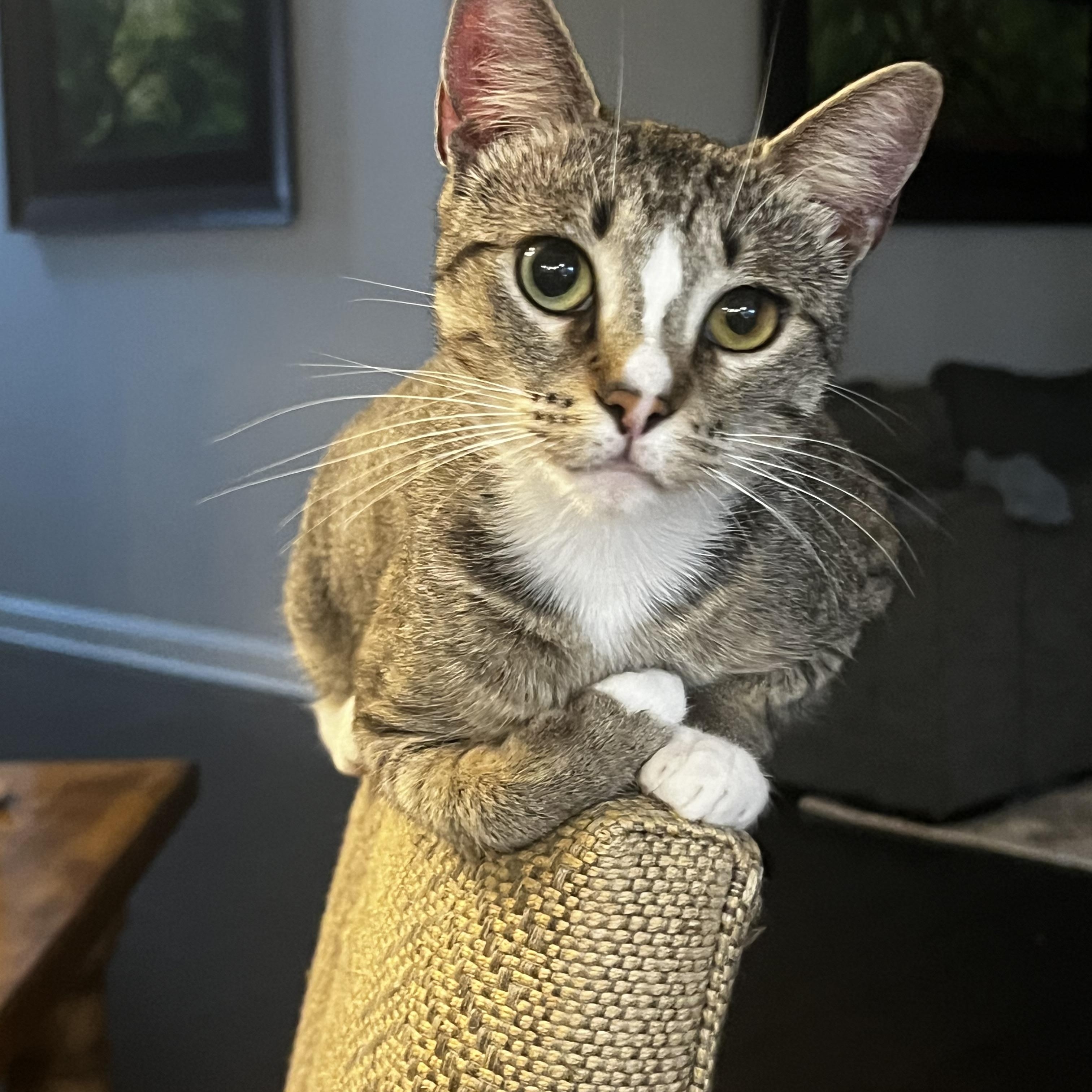 Enlarge Mama Cat, a Adoptable Domestic Short Hair in DICKSON, TN image 2/6