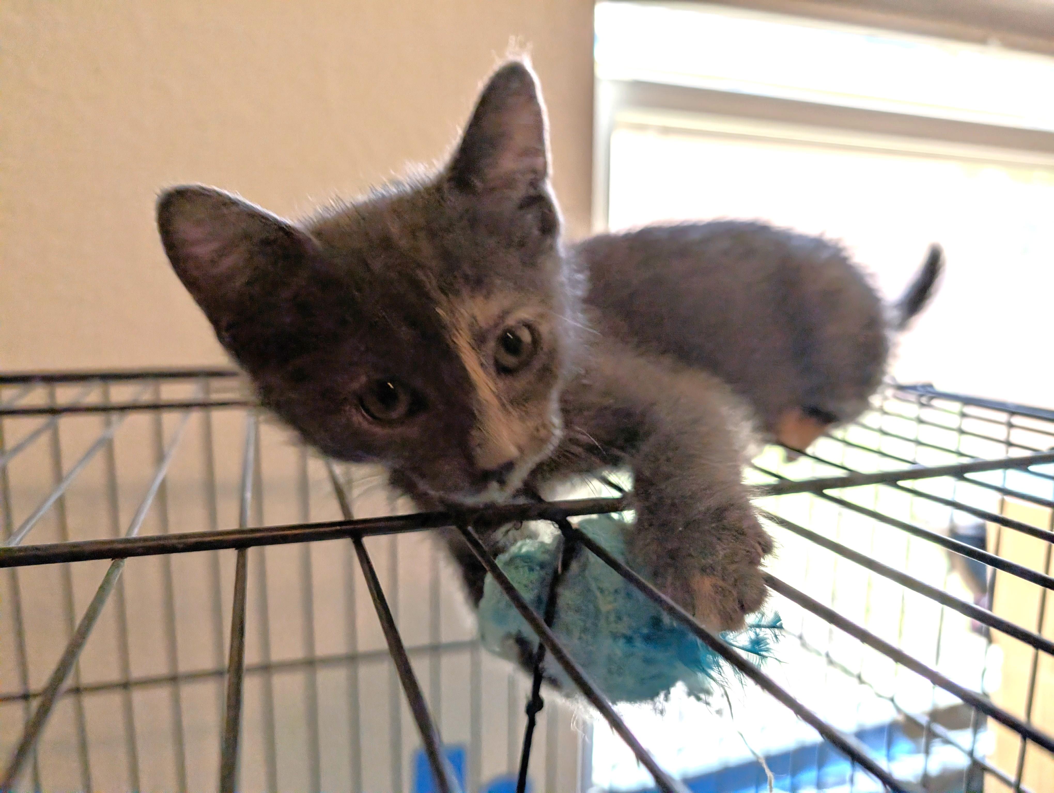 Enlarge April Ludgate, an adopted mixed breed in Albuquerque, NM image 3/3