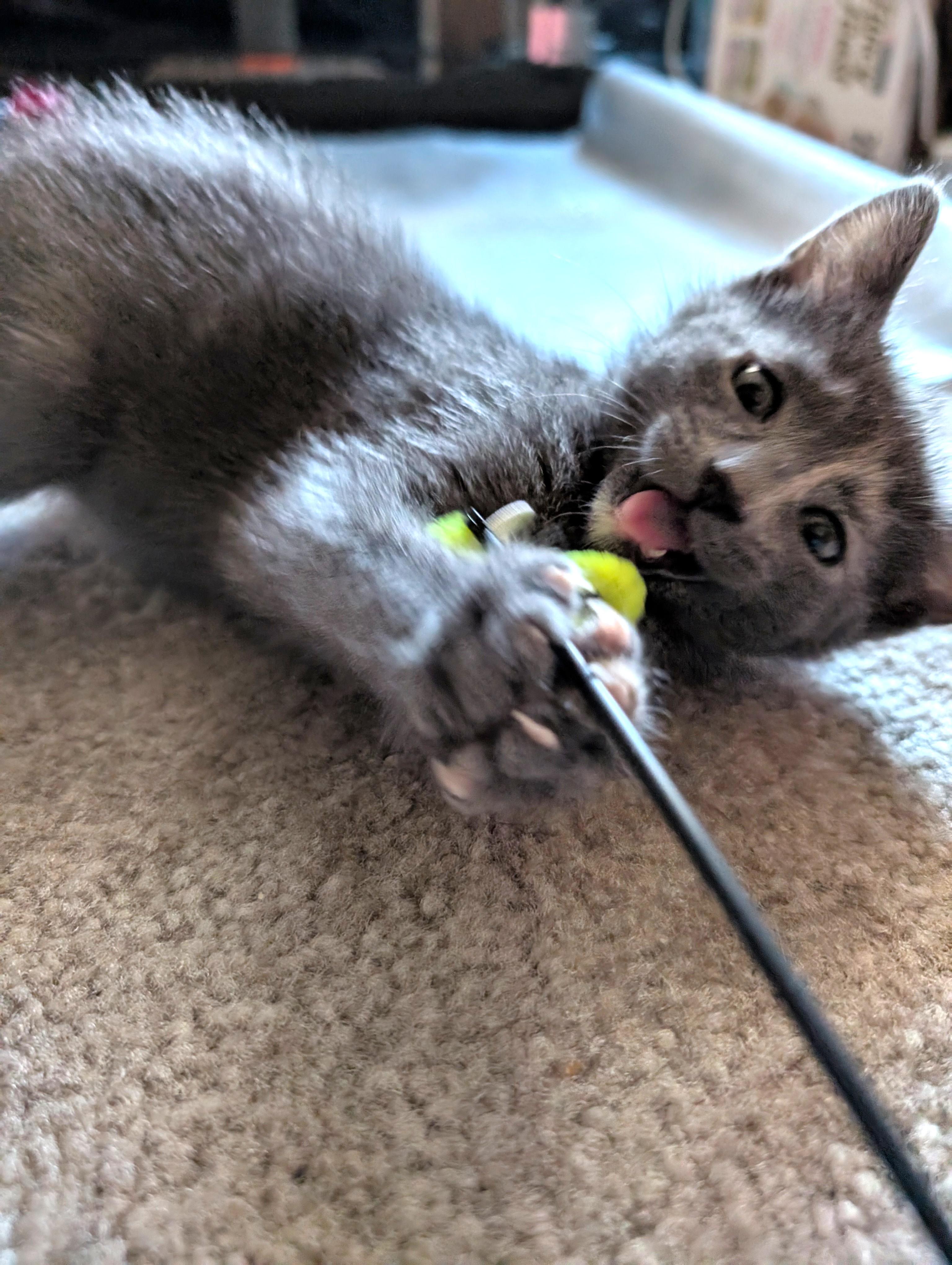 Enlarge April Ludgate, an adopted mixed breed in Albuquerque, NM image 2/3