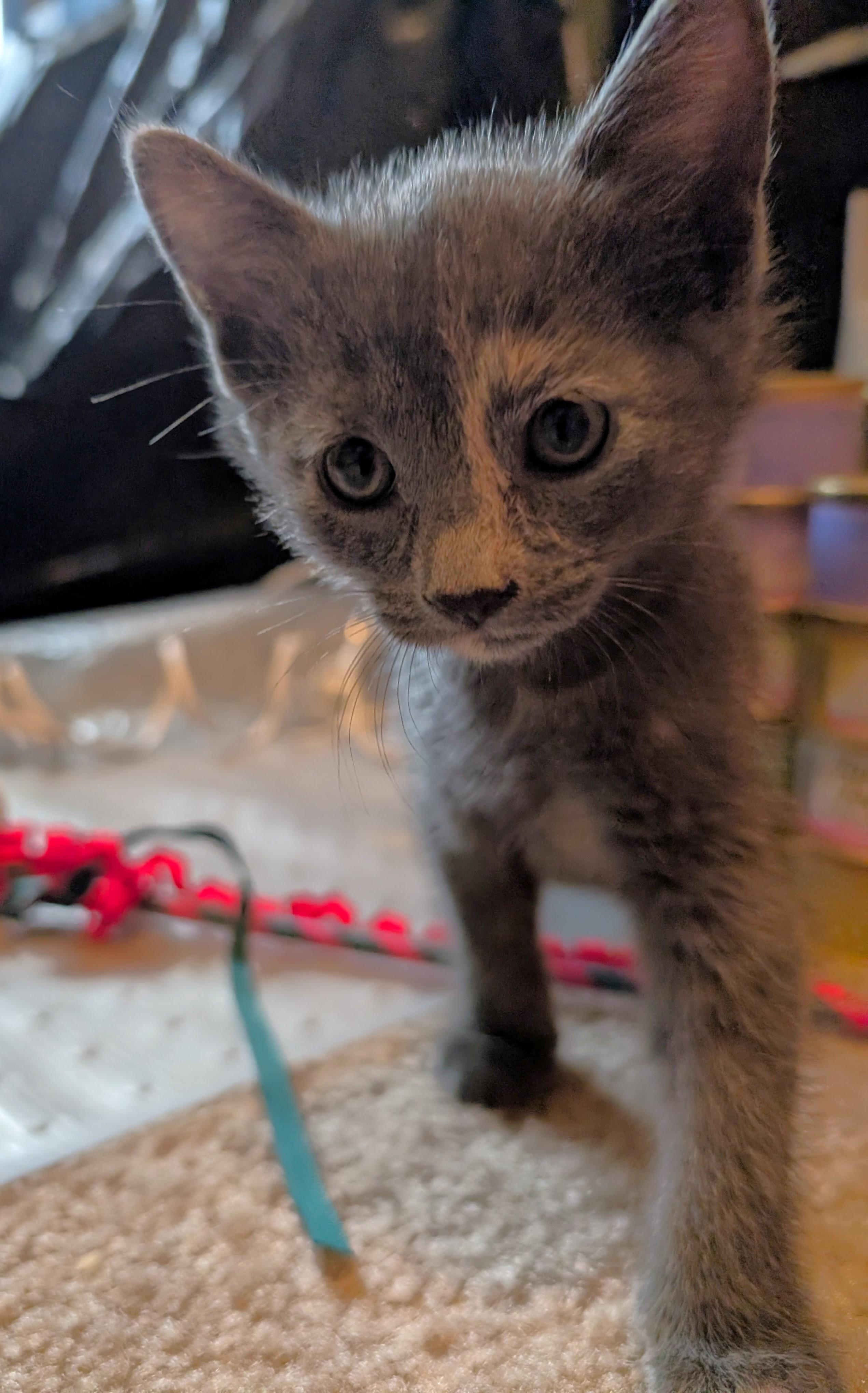 April Ludgate, adopted, Kitten Female Dilute Tortoiseshell.