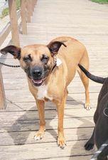 Enlarge Honey, a Adoptable mixed breed in San Francisco, CA image 1/6