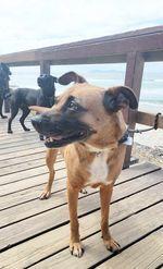 Enlarge Honey, a Adoptable mixed breed in San Francisco, CA image 2/6