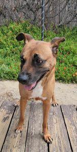 Enlarge Honey, a Adoptable mixed breed in San Francisco, CA image 3/6