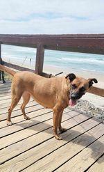 Enlarge Honey, a Adoptable mixed breed in San Francisco, CA image 4/6