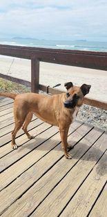 Enlarge Honey, a Adoptable mixed breed in San Francisco, CA image 5/6