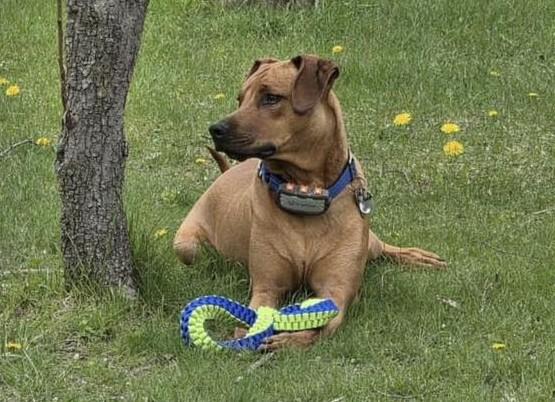Barrett-Meet Me?, a ADOPTABLE mixed breed in Detroit, MI image 2/6