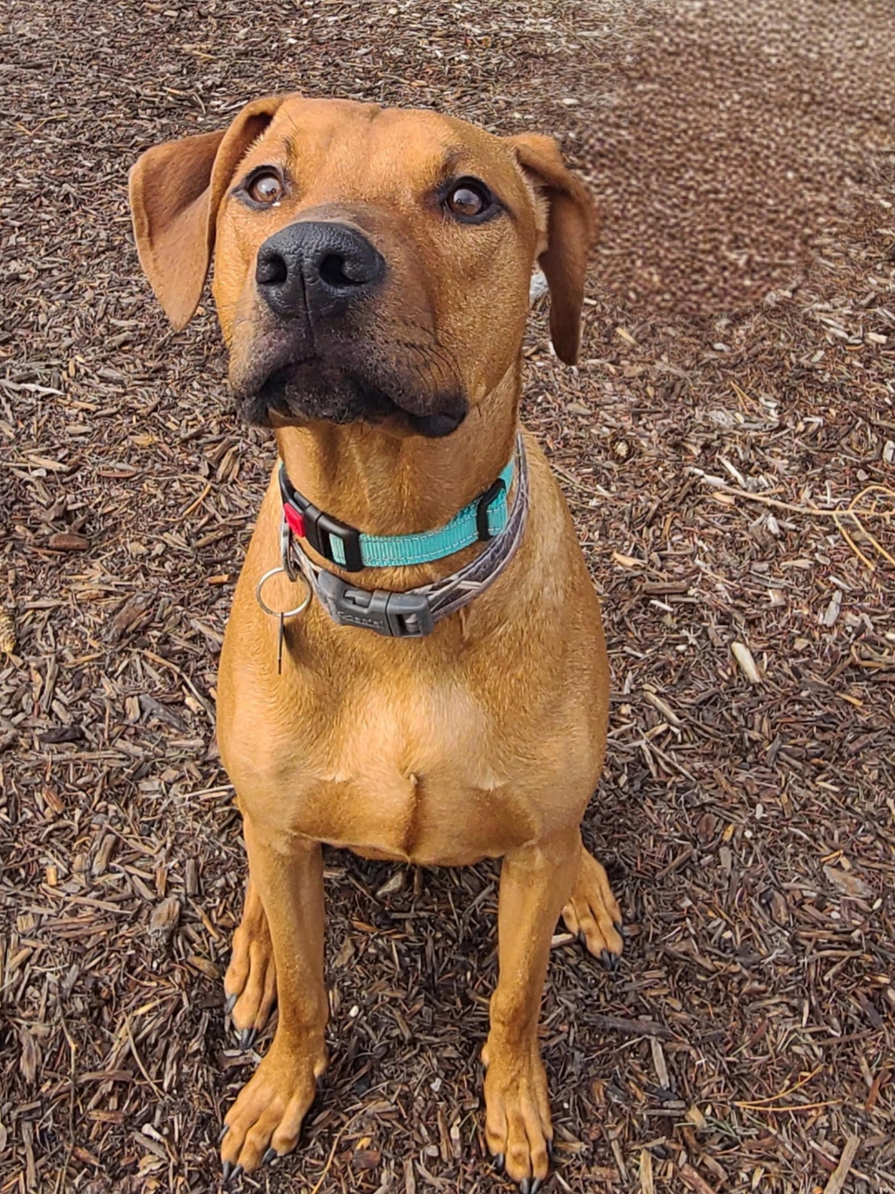 Barrett-Meet  Me?, ADOPTABLE, Young Male Doberman Pinscher & Terrier.