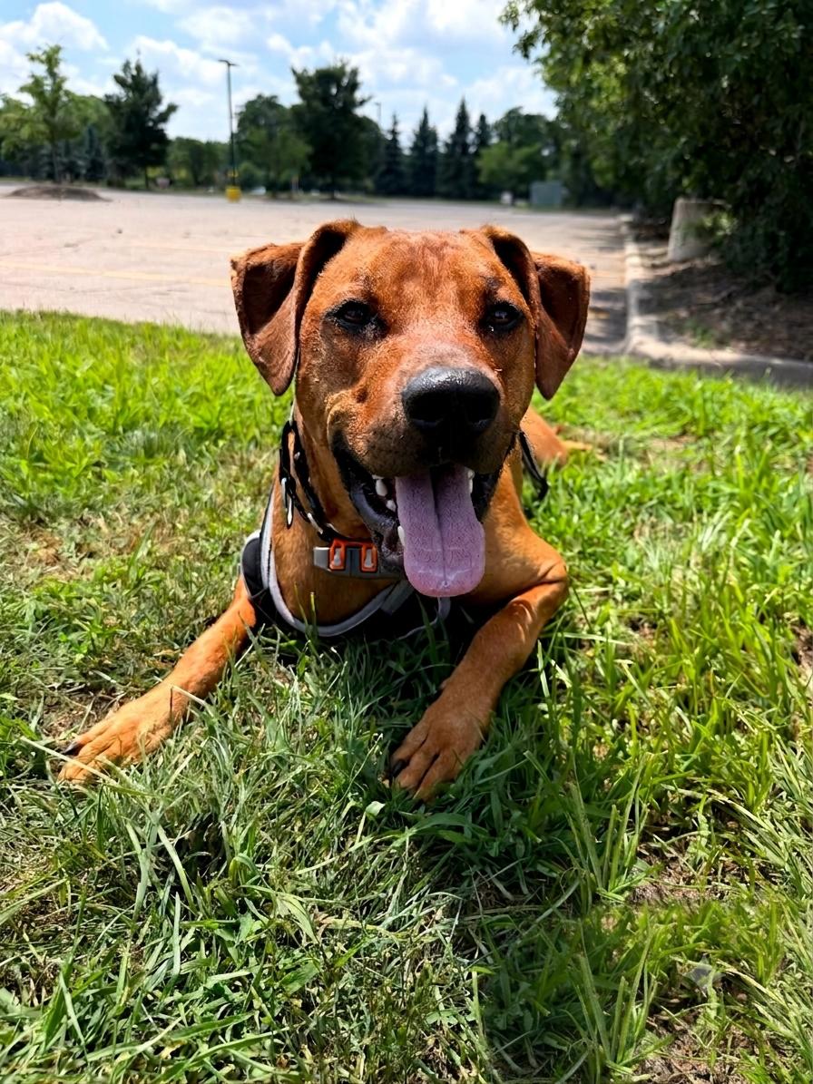 Barrett-Meet Me?, a ADOPTABLE mixed breed in Detroit, MI image 2/6