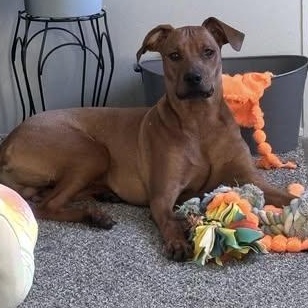 Enlarge Barrett-Meet  Me?, a ADOPTABLE mixed breed in Detroit, MI image 1/6