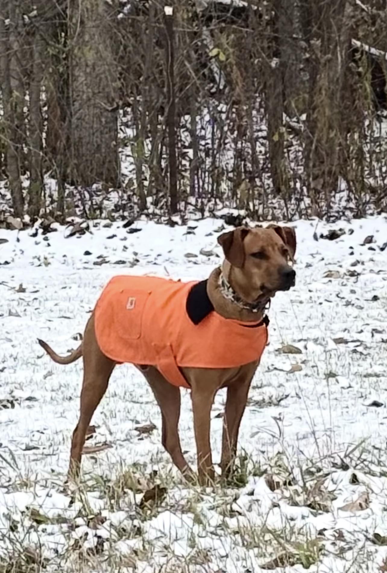 Barrett-Urgent Foster Needed!, a ADOPTABLE mixed breed in Detroit, MI image 3/5