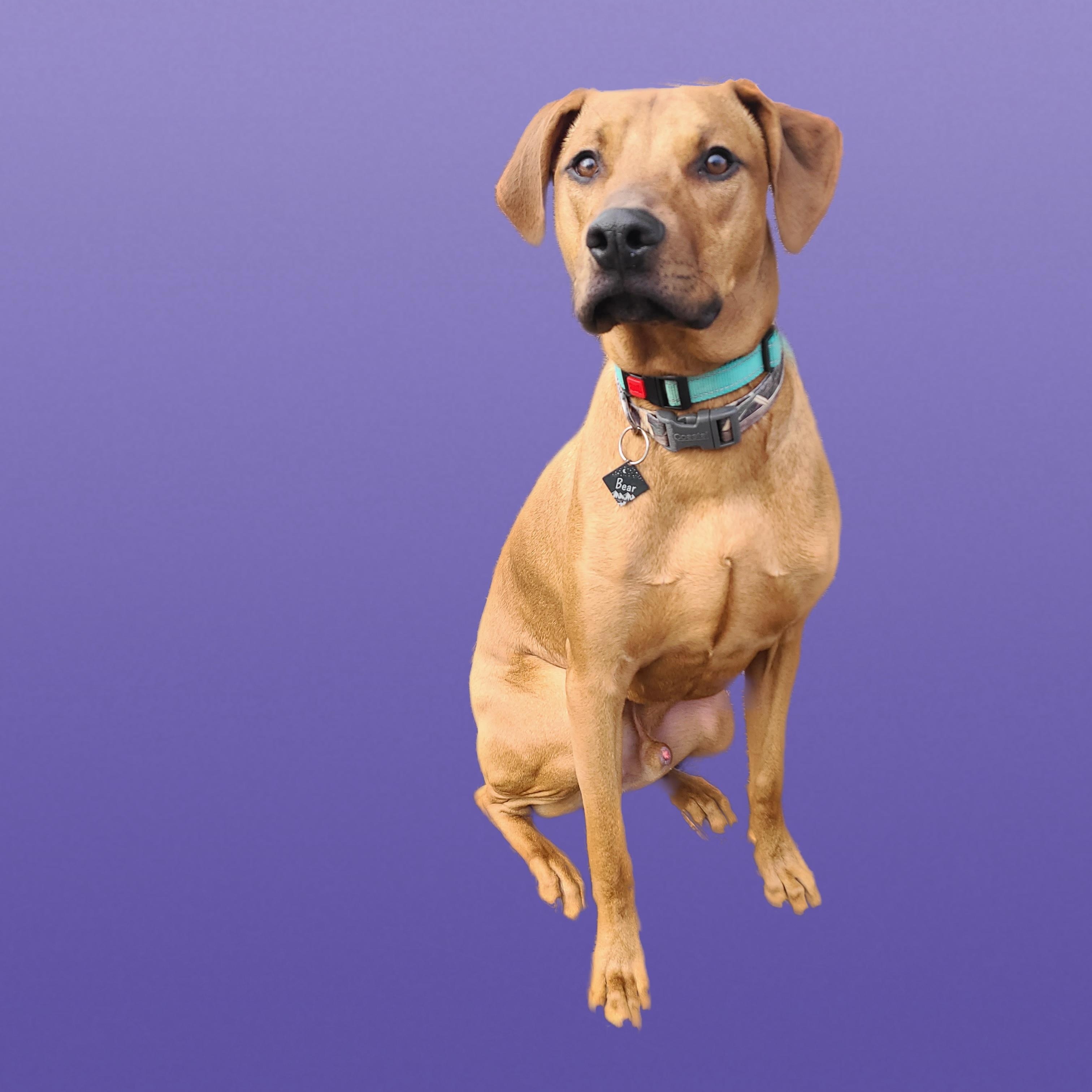 Barrett-Urgent Foster Needed!, a ADOPTABLE mixed breed in Detroit, MI image 1/5