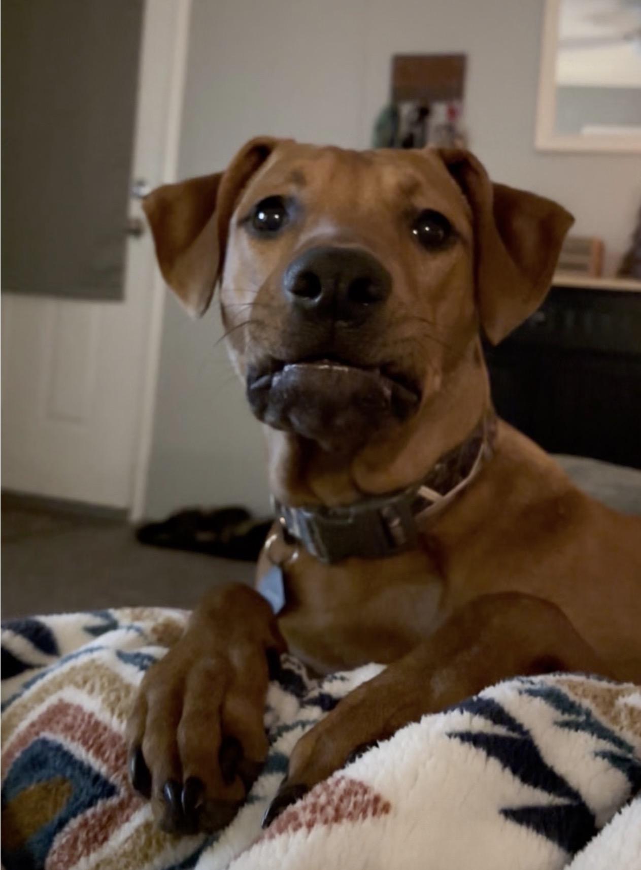 Barrett-Urgent Foster Needed!, a ADOPTABLE mixed breed in Detroit, MI image 4/5