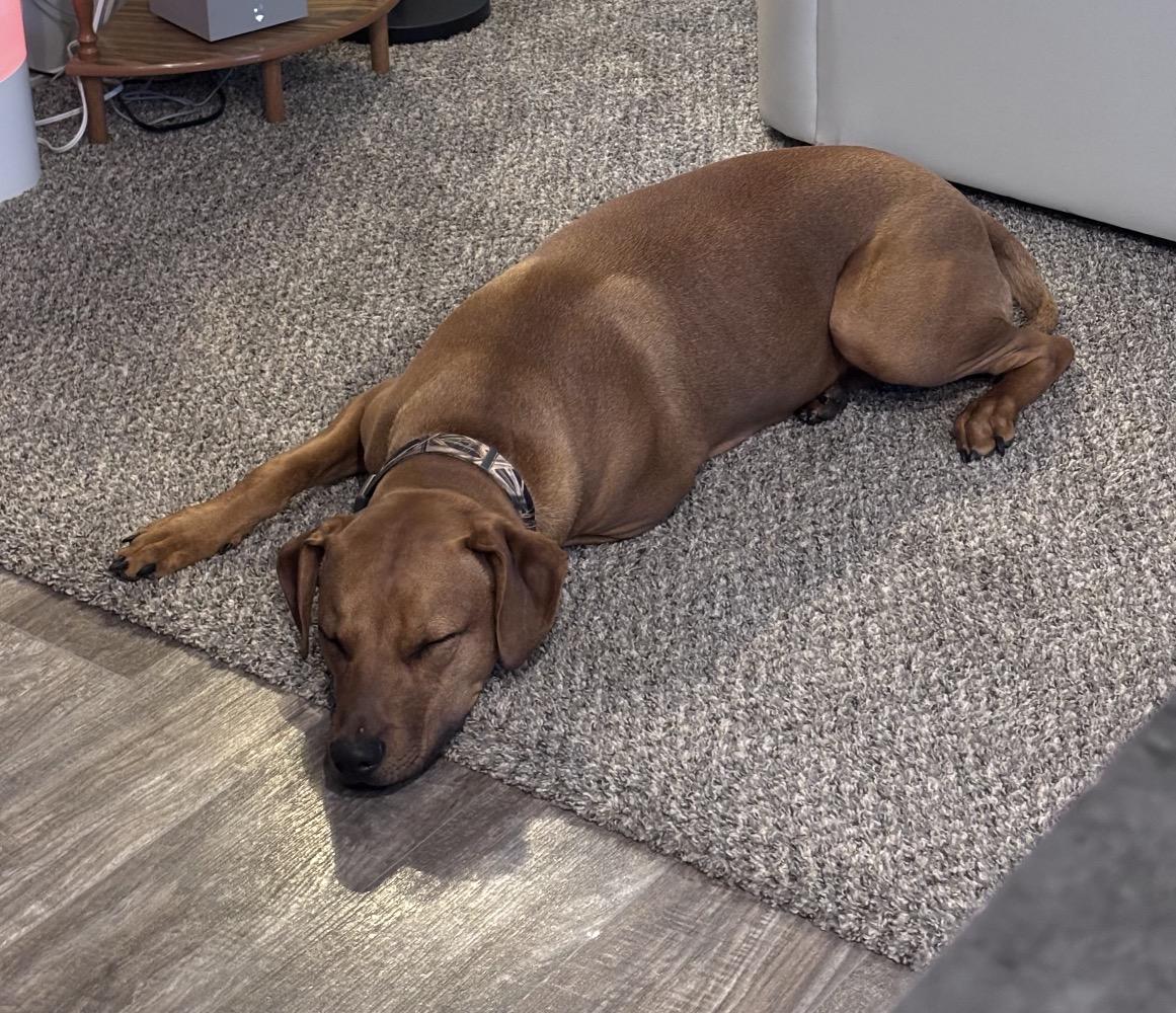 Barrett-Urgent Foster Needed!, a ADOPTABLE mixed breed in Detroit, MI image 5/5