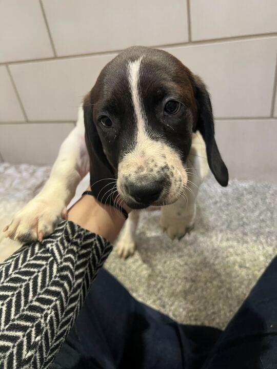 Doe, ADOPTABLE, Puppy Female Basset Hound & Labrador Retriever.