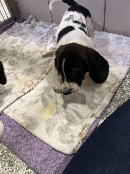 Enlarge Doe, a ADOPTABLE mixed breed in Jackson, MI image 2/5