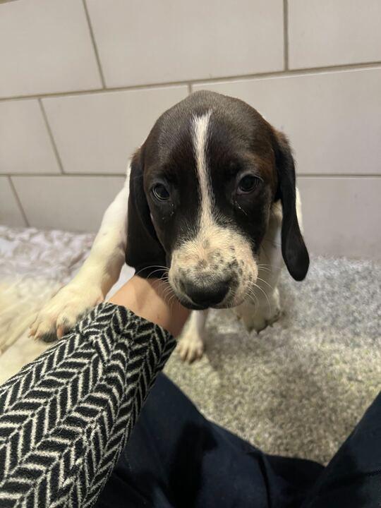 Enlarge Doe, a ADOPTABLE mixed breed in Jackson, MI image 5/5