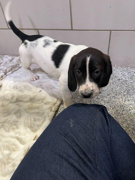 Enlarge Doe, a ADOPTABLE mixed breed in Jackson, MI image 4/5