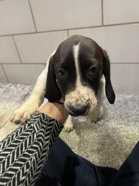 Enlarge Doe, a ADOPTABLE mixed breed in Jackson, MI image 3/5