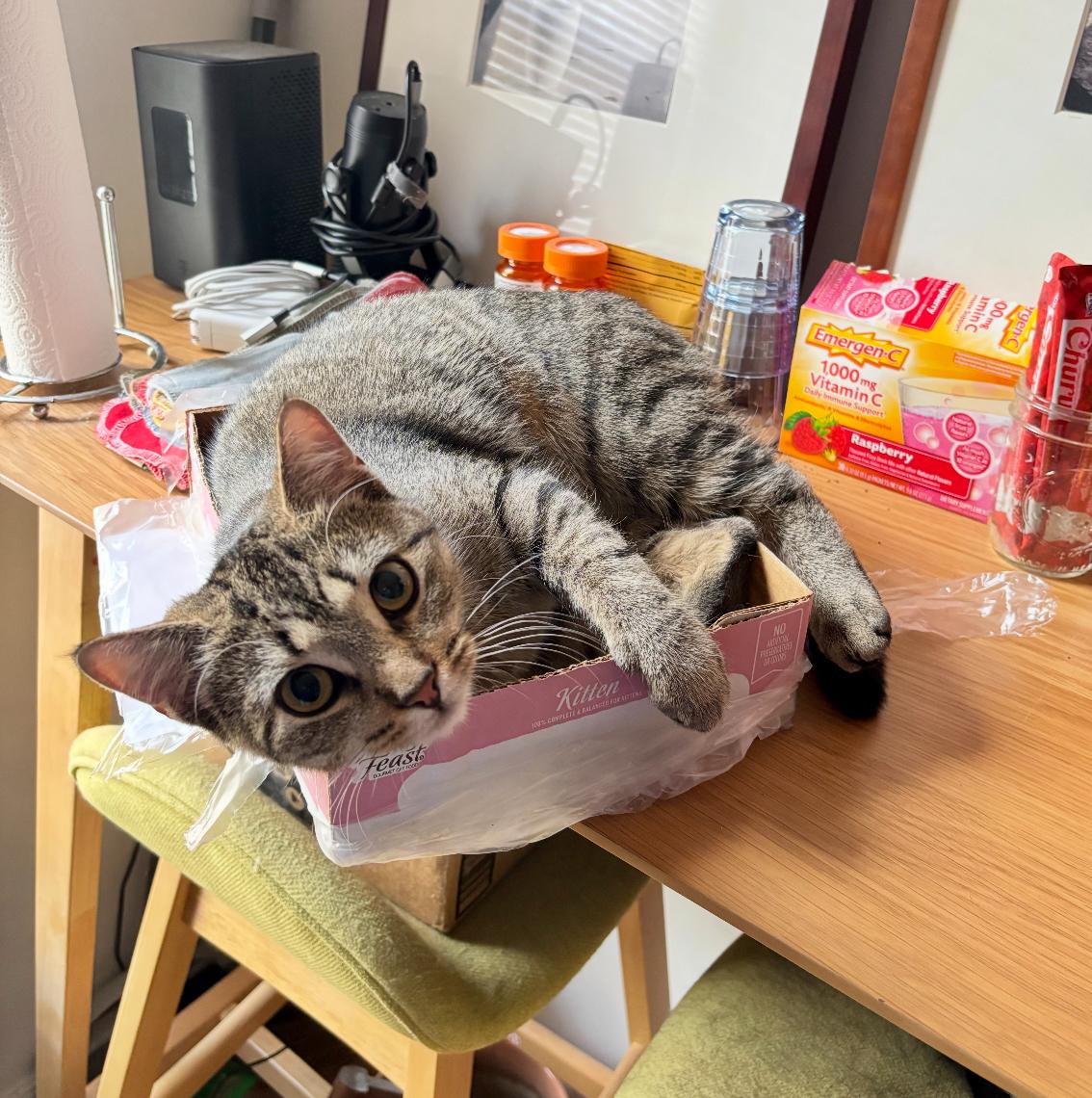 Moriah, ADOPTABLE, Young Female Domestic Short Hair.