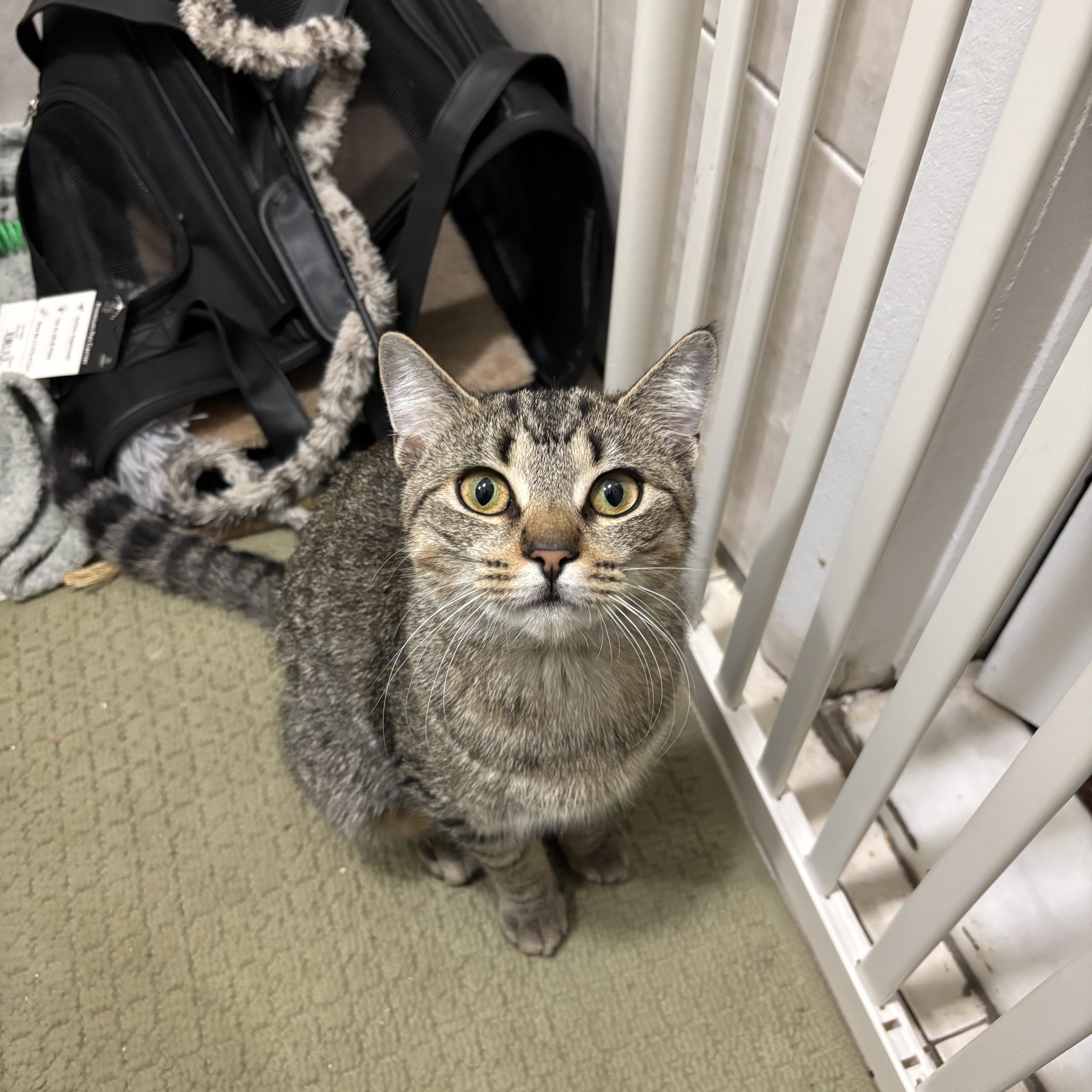 Enlarge Moriah, a ADOPTABLE Domestic Short Hair in Brooklyn, NY image 2/3