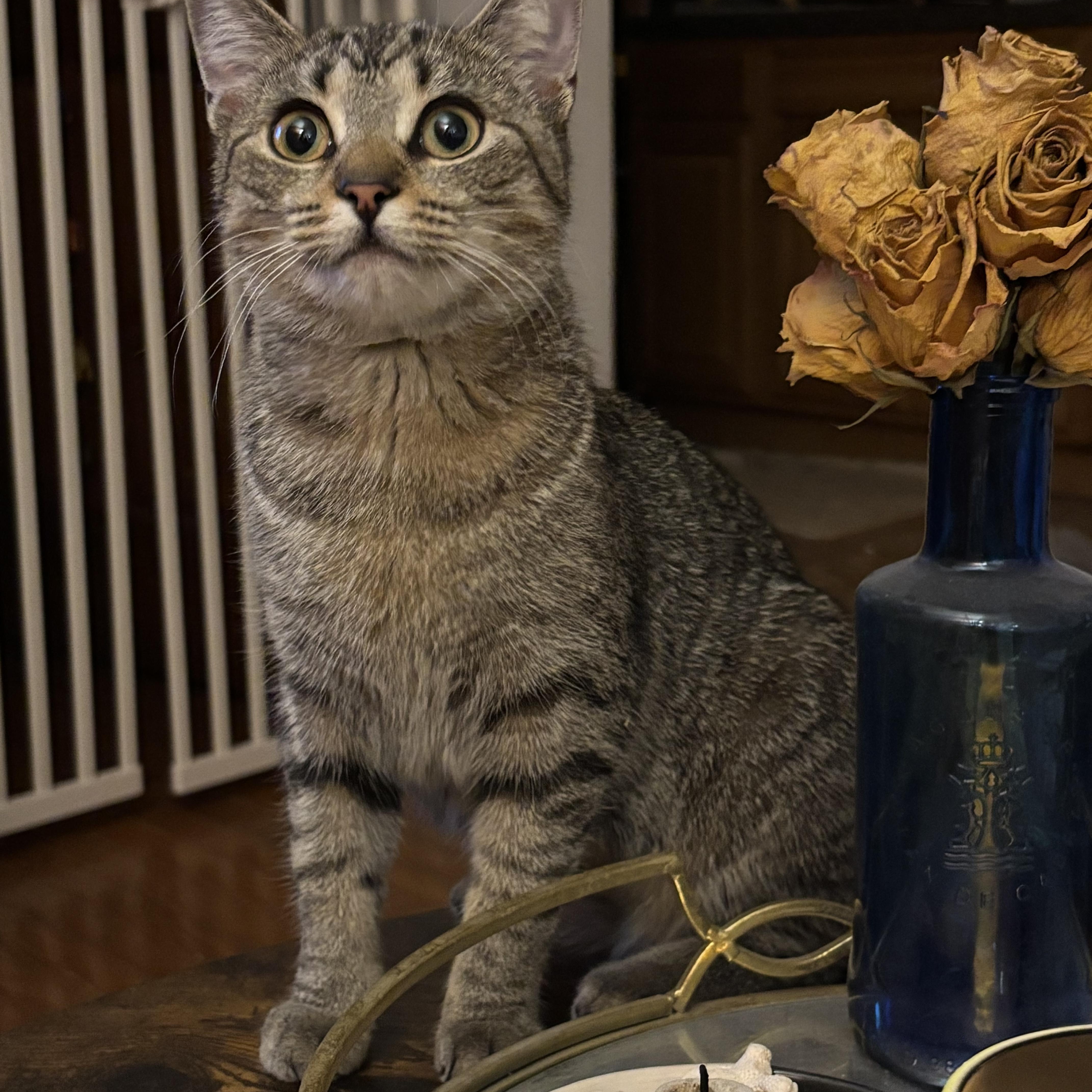 Enlarge Moriah, a ADOPTABLE Domestic Short Hair in Brooklyn, NY image 3/3