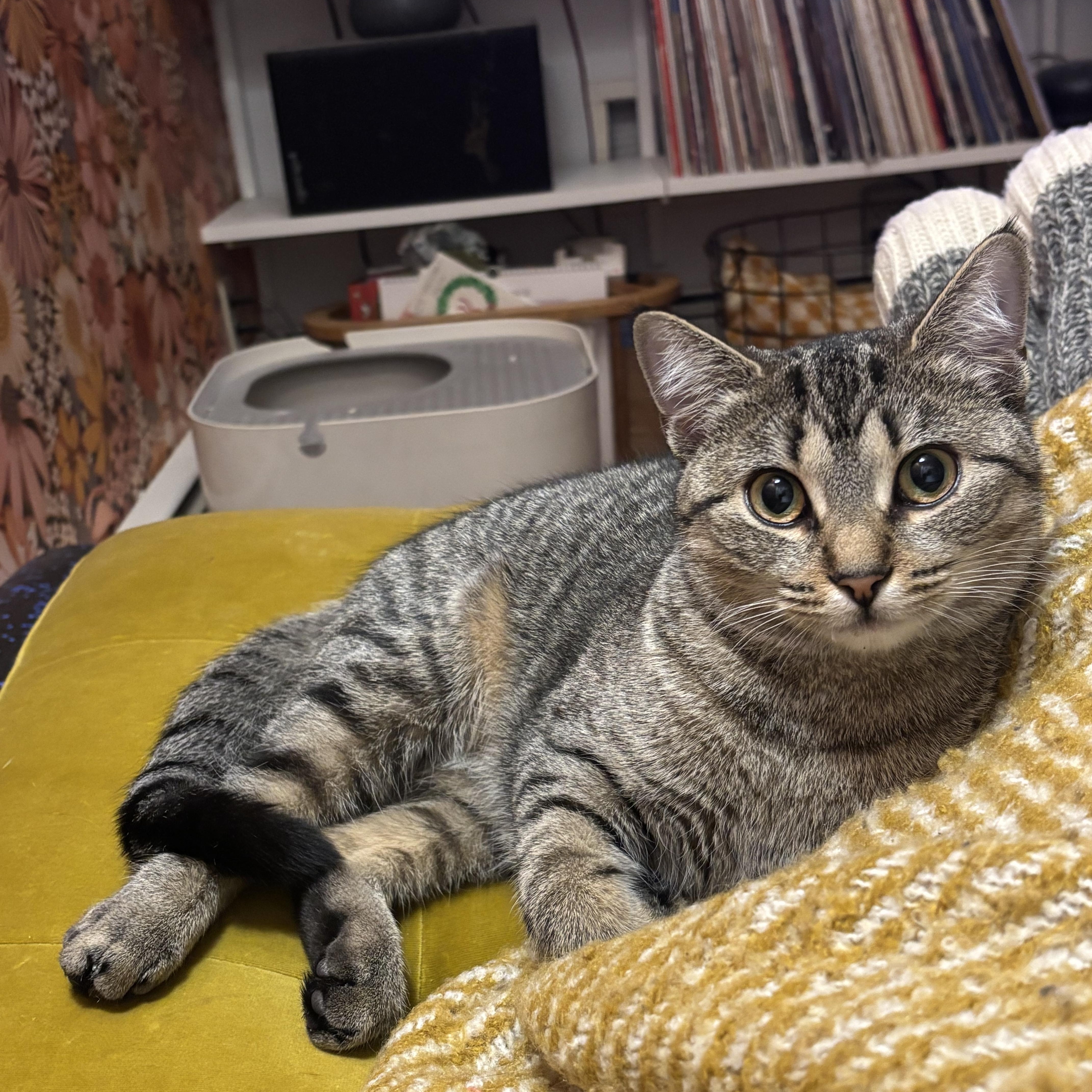 Moriah, ADOPTABLE, Young Female Domestic Short Hair.