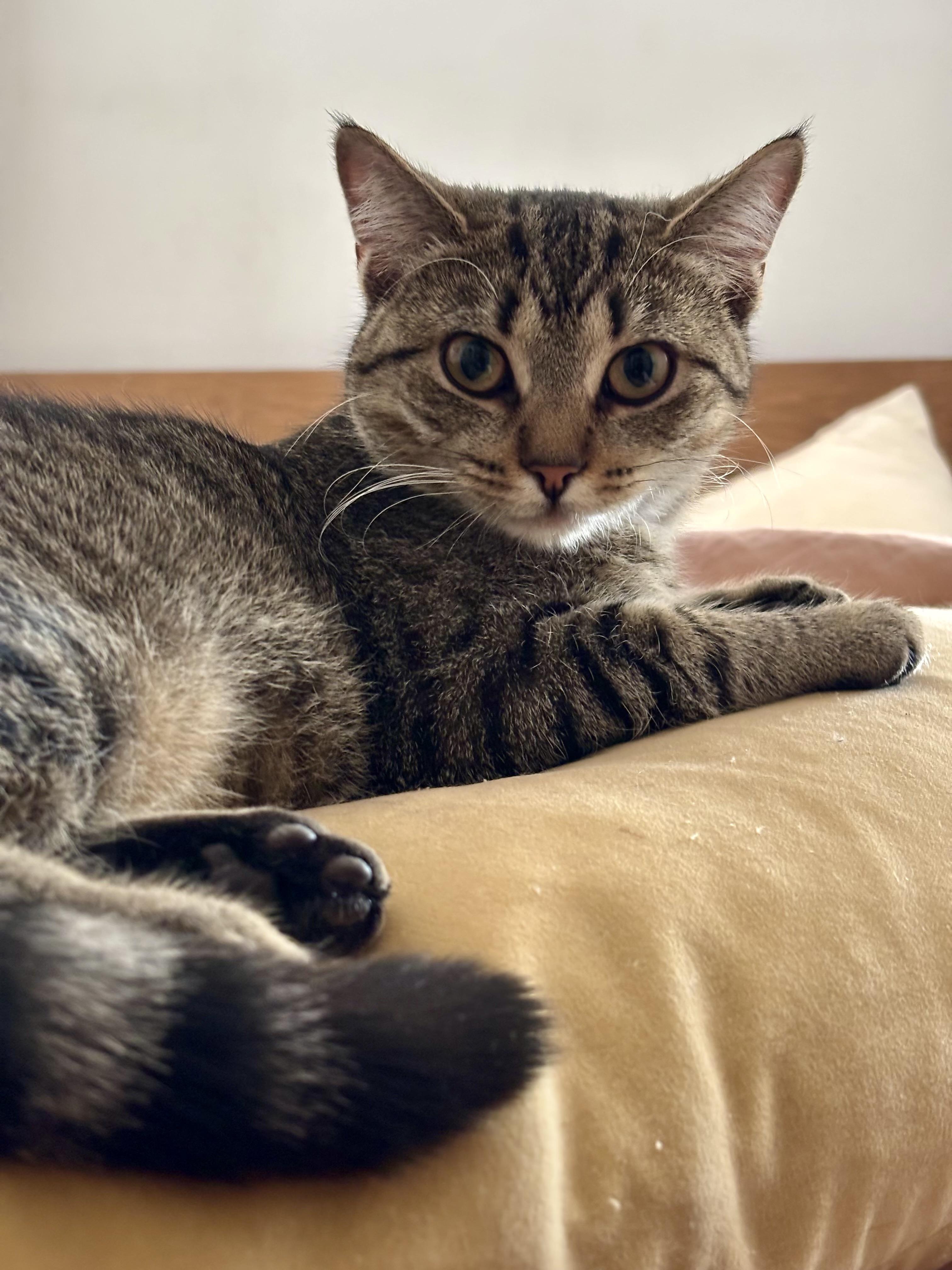 Enlarge Moriah, a ADOPTABLE Domestic Short Hair in Brooklyn, NY image 6/6