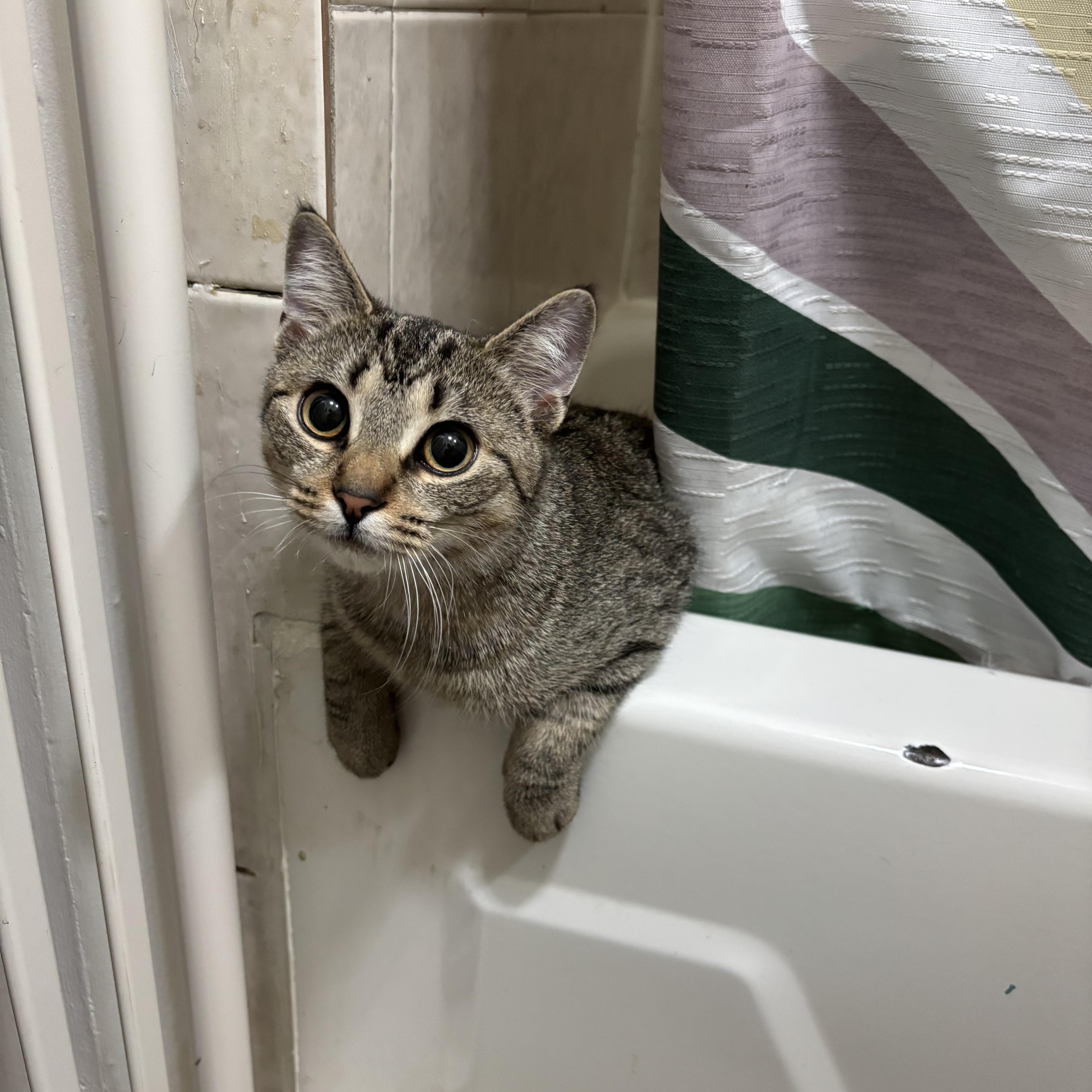 Enlarge Moriah, a ADOPTABLE Domestic Short Hair in Brooklyn, NY image 1/3