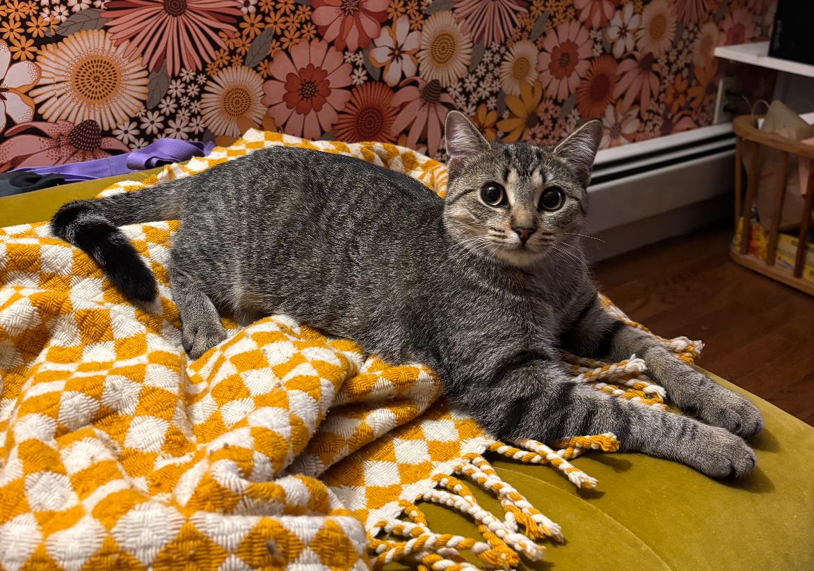 Enlarge Moriah, a ADOPTABLE Domestic Short Hair in Brooklyn, NY image 5/6