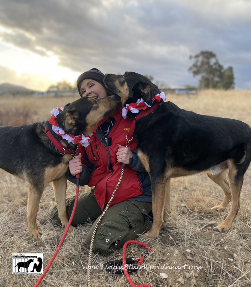 Enlarge Buddy and Sunny who lost their owner., a Adoptable mixed breed in Acton, CA image 1/12