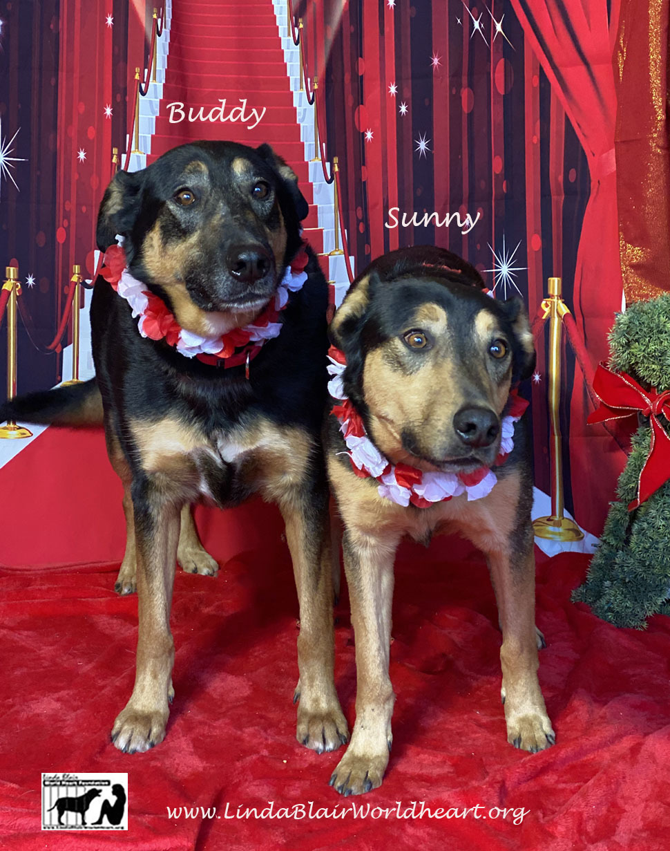 Enlarge Buddy and Sunny who lost their owner., a Adoptable mixed breed in Acton, CA image 3/12