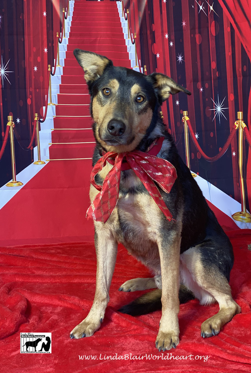 Enlarge Buddy and Sunny who lost their owner., a Adoptable mixed breed in Acton, CA image 4/12