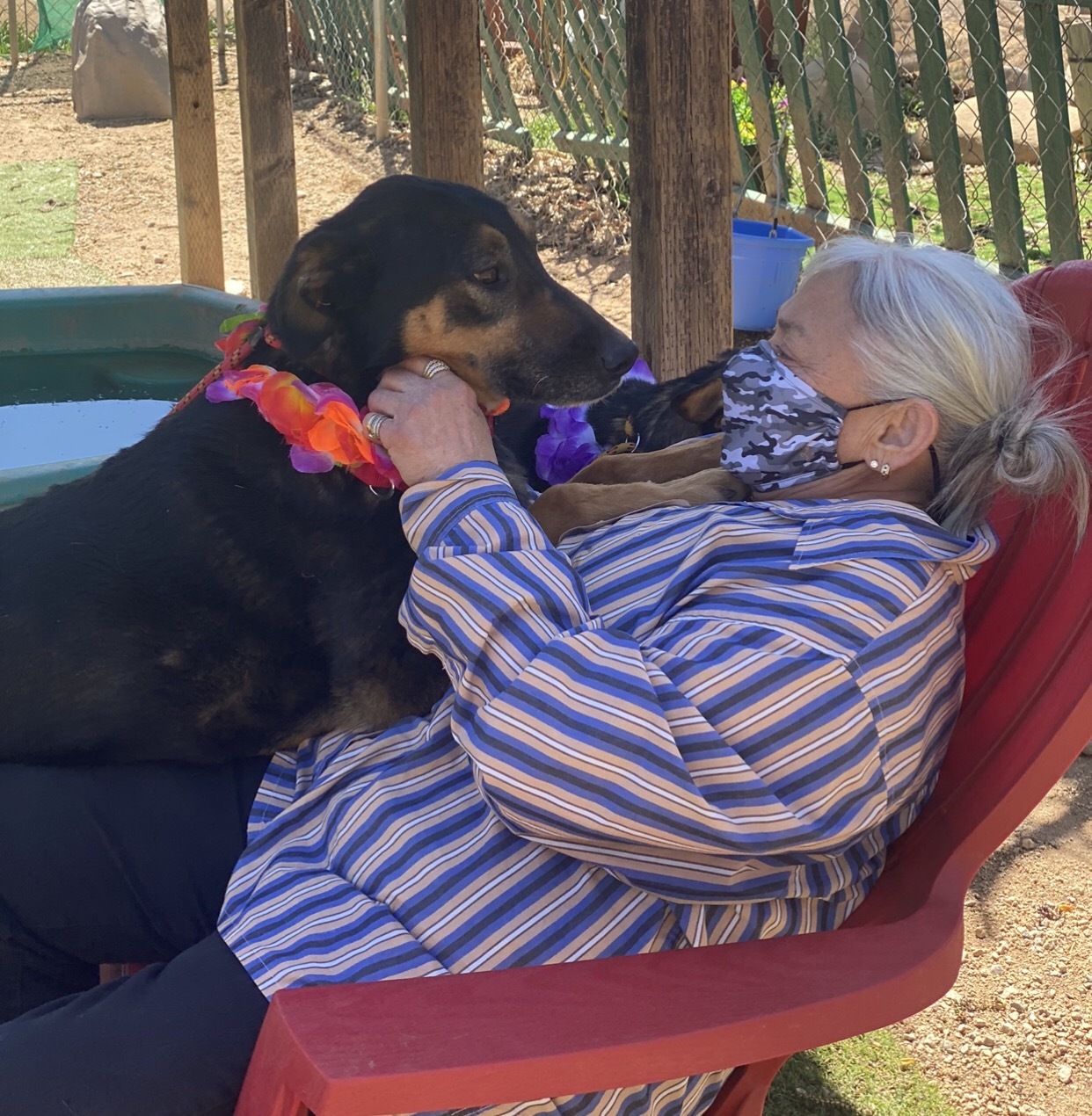 Enlarge Buddy and Sunny who lost their owner., a Adoptable mixed breed in Acton, CA image 5/12