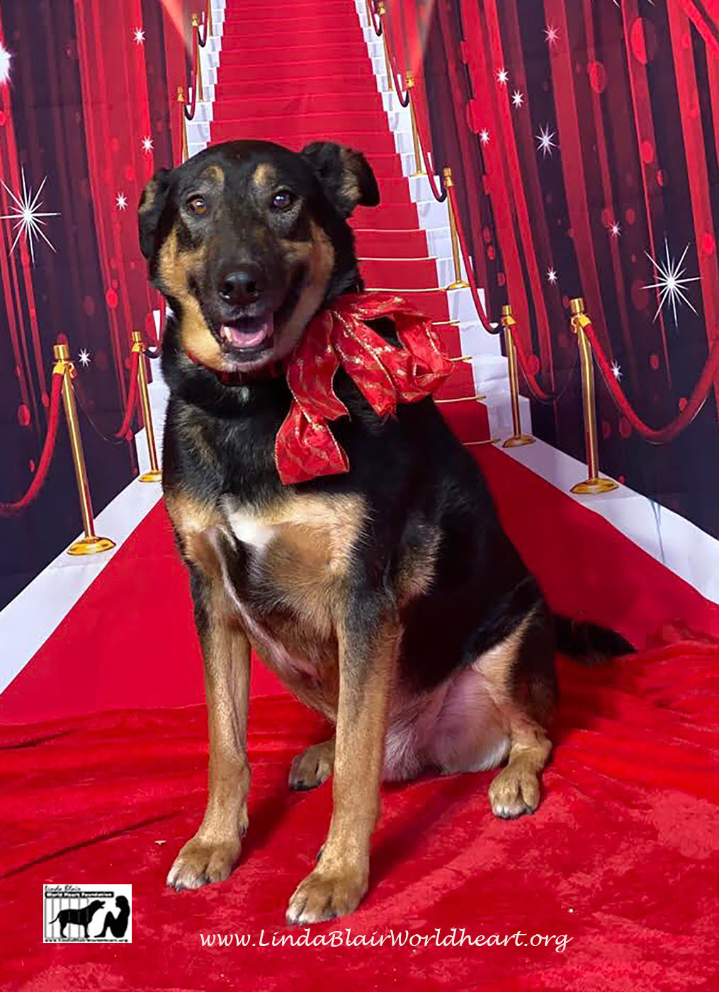 Enlarge Buddy and Sunny who lost their owner., a Adoptable mixed breed in Acton, CA image 6/12